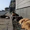 冬の猫島