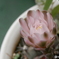 開花