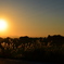 秋の夕日