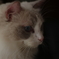 chicca