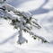 雪持松