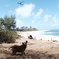 Velzyland  nothshore oahu hawaii