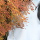 紅葉と滝
