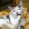 初投稿 愛猫のむぎちゃん！