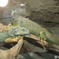 鳥羽水族館_01