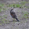 鳥撮りやってます 1