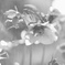 my -garden