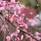 梅の花