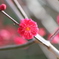 薩摩紅梅