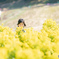 菜の花畑