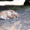 おやすみ