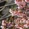 春の芽吹き