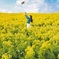 私の菜の花畑