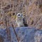 野辺山高原のコミミズク