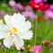 微笑みの花