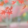 紅葉