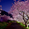 ダンシング河津桜