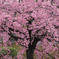 桜満開