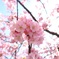 河津桜②