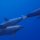Dolphins