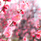 梅の花