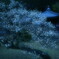 斜幹