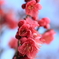 紅梅