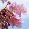 河津桜