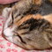 めぐ猫