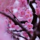 梅とお寺と私