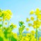 菜の花畑