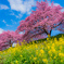 河津桜と菜の花