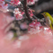 蜜を求めて