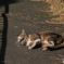 ねこがわらつてねていました。