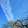 空と梅