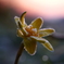 霜降りの花