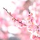 偕楽園  梅の木