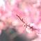偕楽園 梅のつぼみ