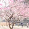 偕楽園 梅ノ木