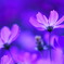 Purple Cosmos