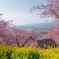 河津桜と菜の花と