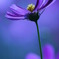 Blue Cosmos No.3