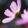 Last Cosmos