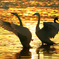 Golden Time