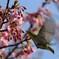 メジロと河津桜