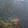 霧の紅葉