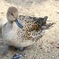 昆陽池公園撮影