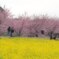浜松の河津桜。