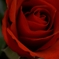 薔薇