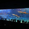 沖縄　ちゅら海水族館